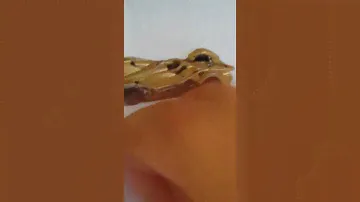 HOTWHEELS fórmula E GEN 2